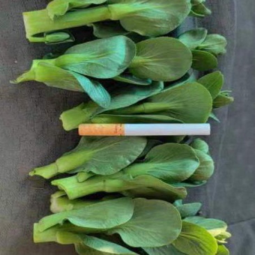 产地直销/菜苔/青菜苔/矮脚青菜抬/一手货源