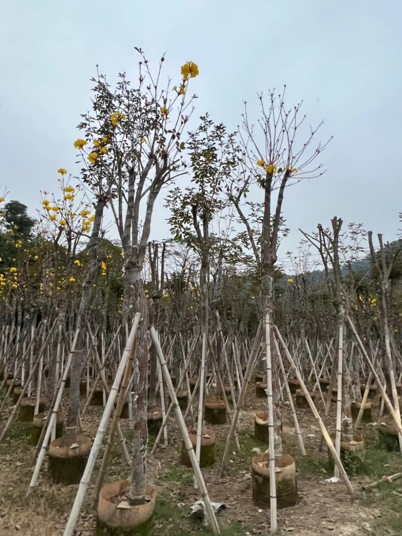 多花黄花风铃木