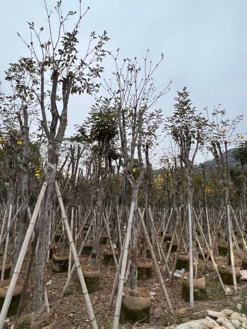 多花黄花风铃木