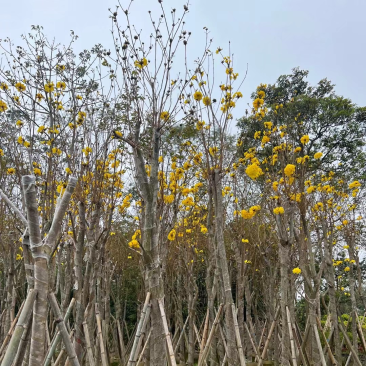 多花黄花风铃木