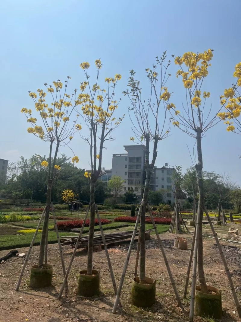 多花黄花风铃木