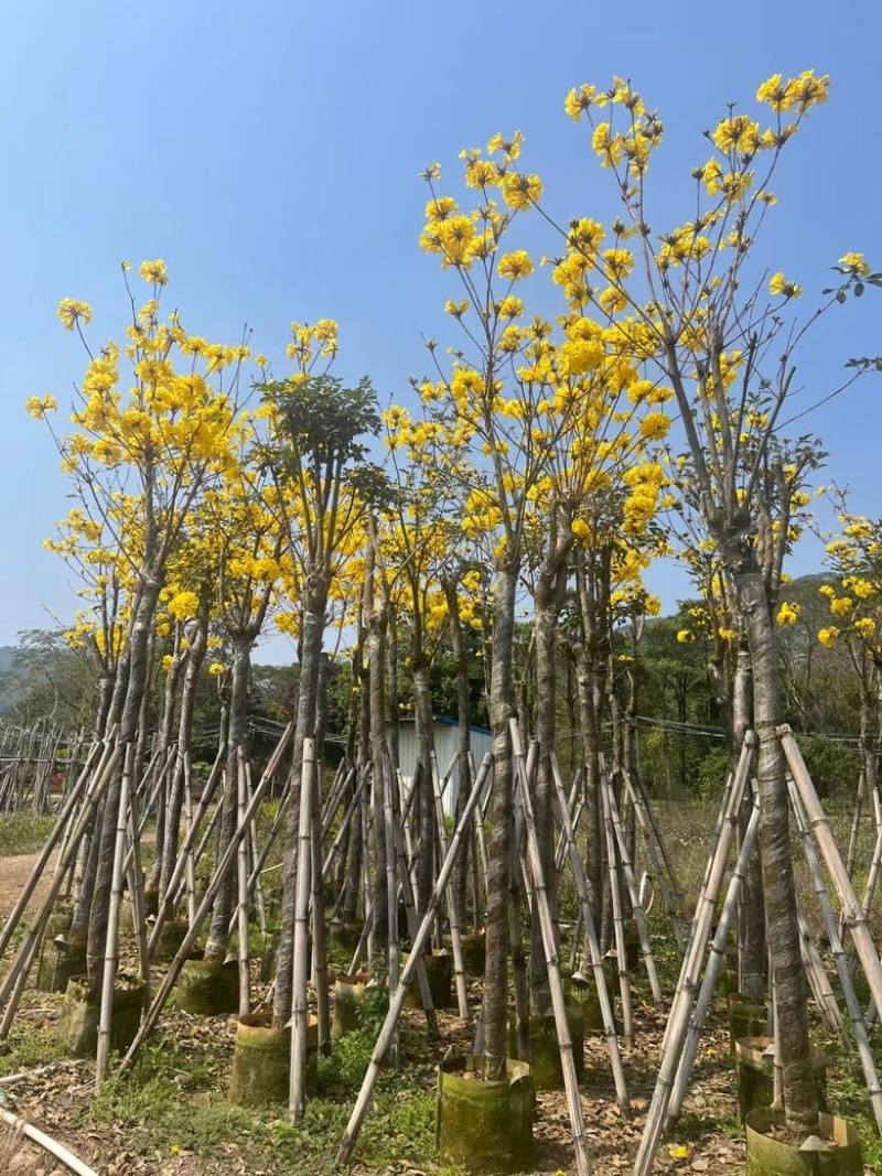 多花黄花风铃木