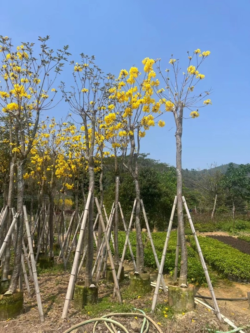 多花黄花风铃木