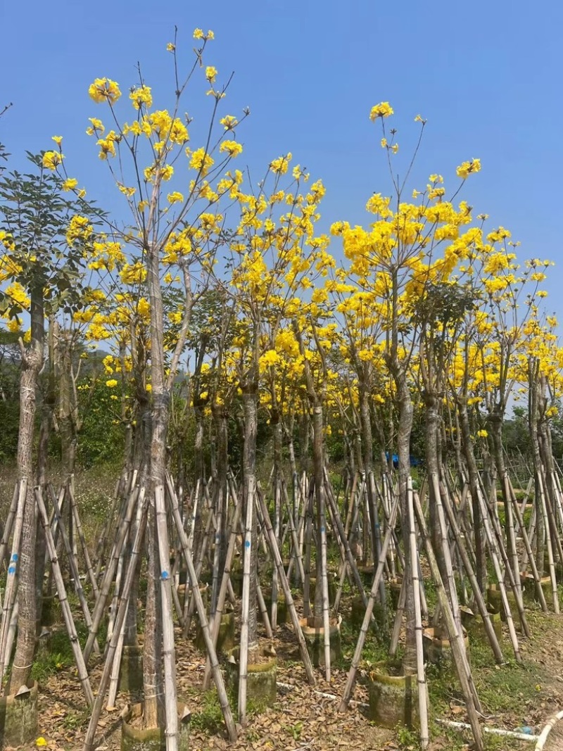 多花黄花风铃木