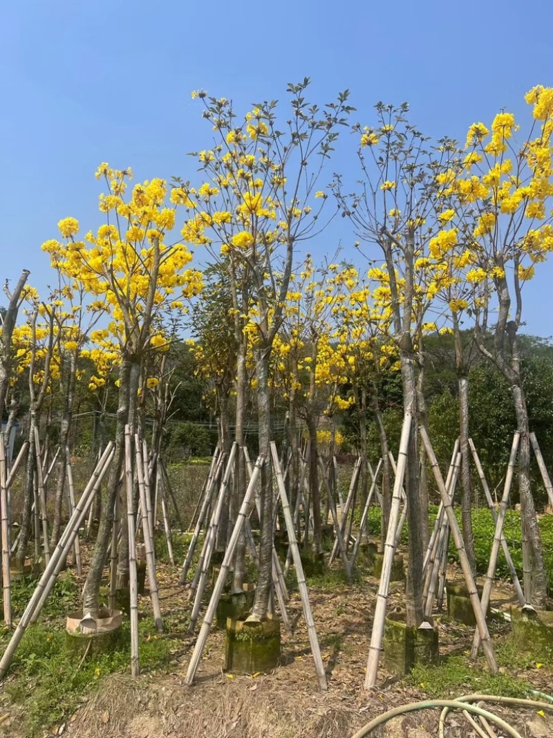 多花黄花风铃木