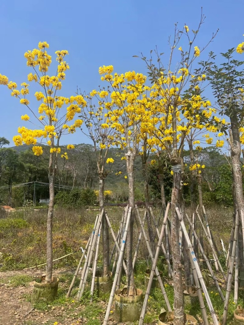 多花黄花风铃木