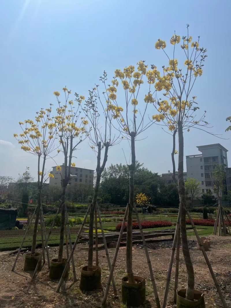 多花黄花风铃木