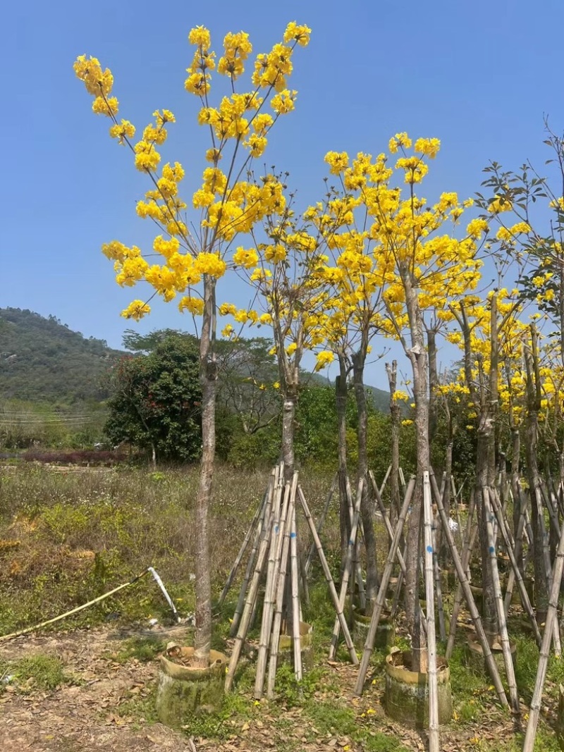 多花黄花风铃木