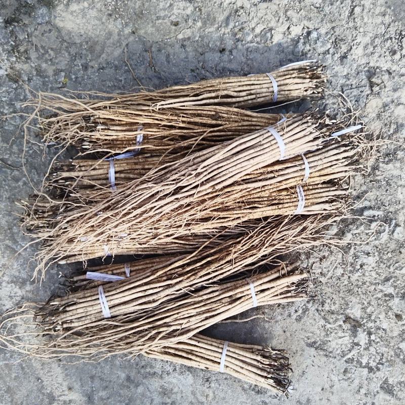 黄芪苗甘肃黄芪苗甘肃岷县黄芪苗黄芪苗黄芪苗