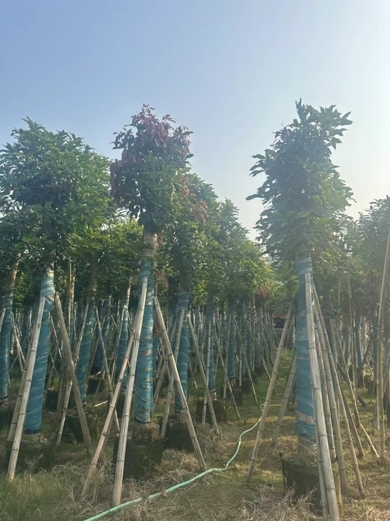 芒果树