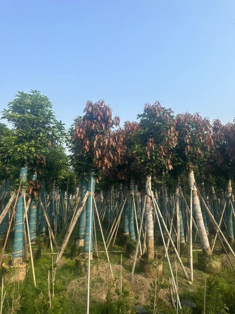 芒果树