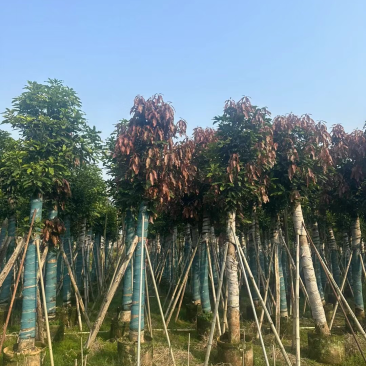 芒果树