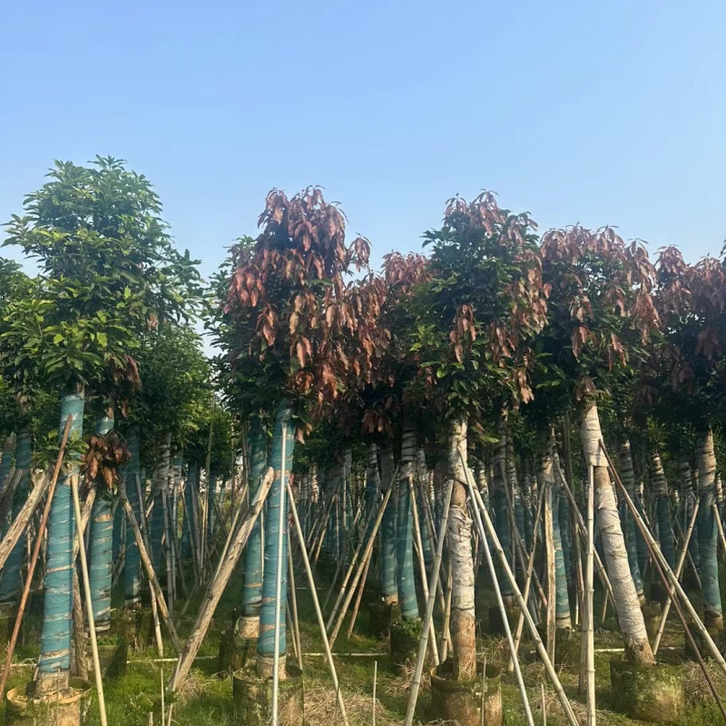 芒果树