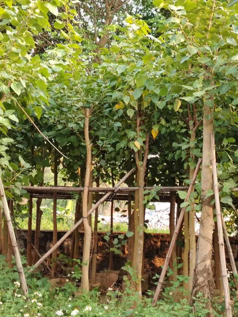 菩提榕