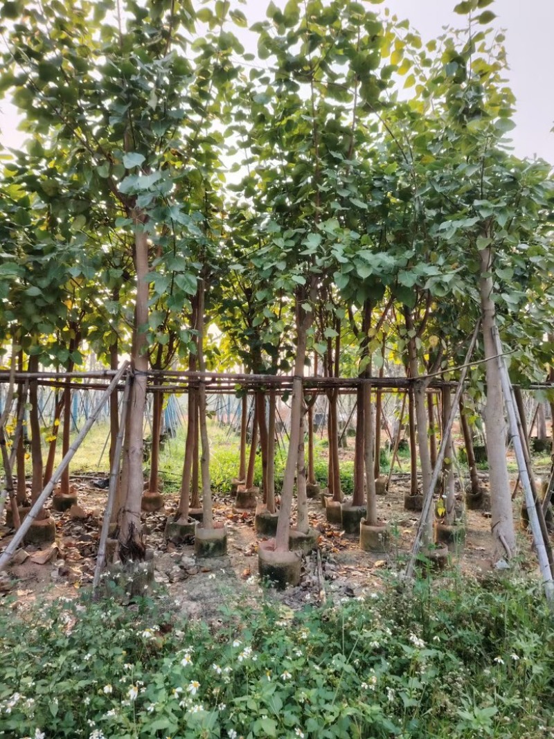 菩提榕