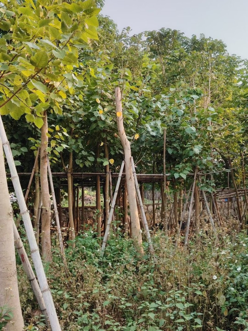 菩提榕