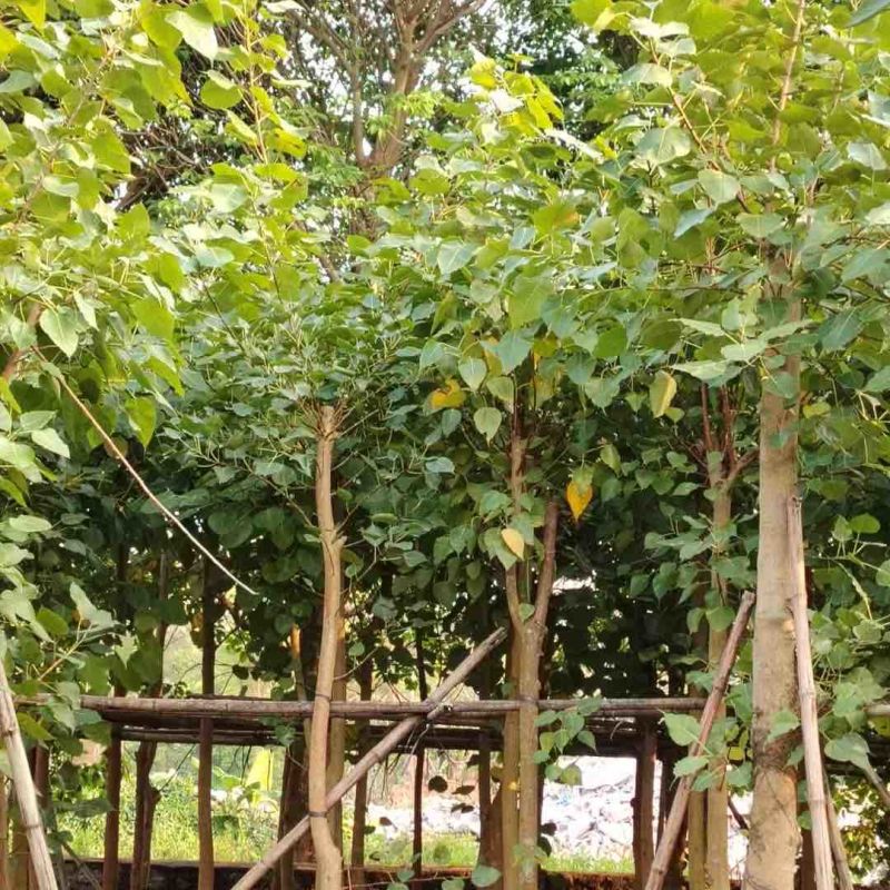 菩提榕