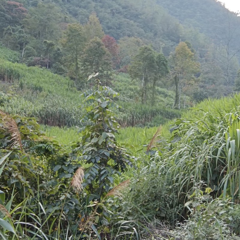 正宗耐寒耐旱巨菌草含糖量叶片宽大无毛适合养殖牛羊猪马鸡鸭