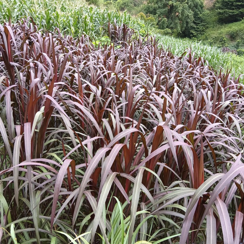 正宗耐寒耐旱巨菌草含糖量叶片宽大无毛适合养殖牛羊猪马鸡鸭