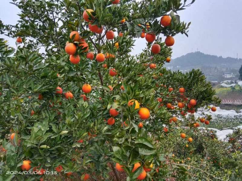 血橙八号大量上市，价钱便宜