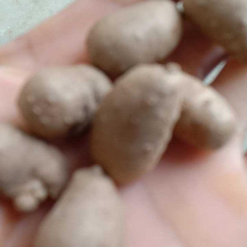 日本白玉山药豆，发芽率98以上。粴粴均勺。直径1.3以上