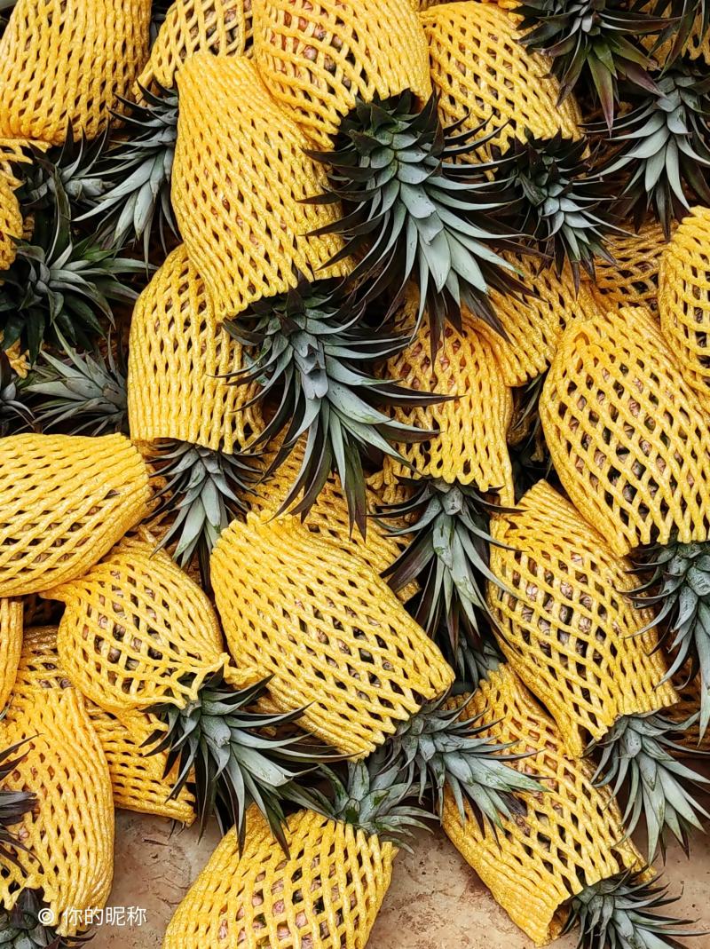 金钻凤梨
