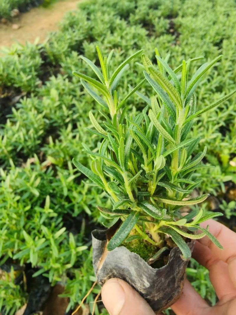 迷迭香穴盘苗
