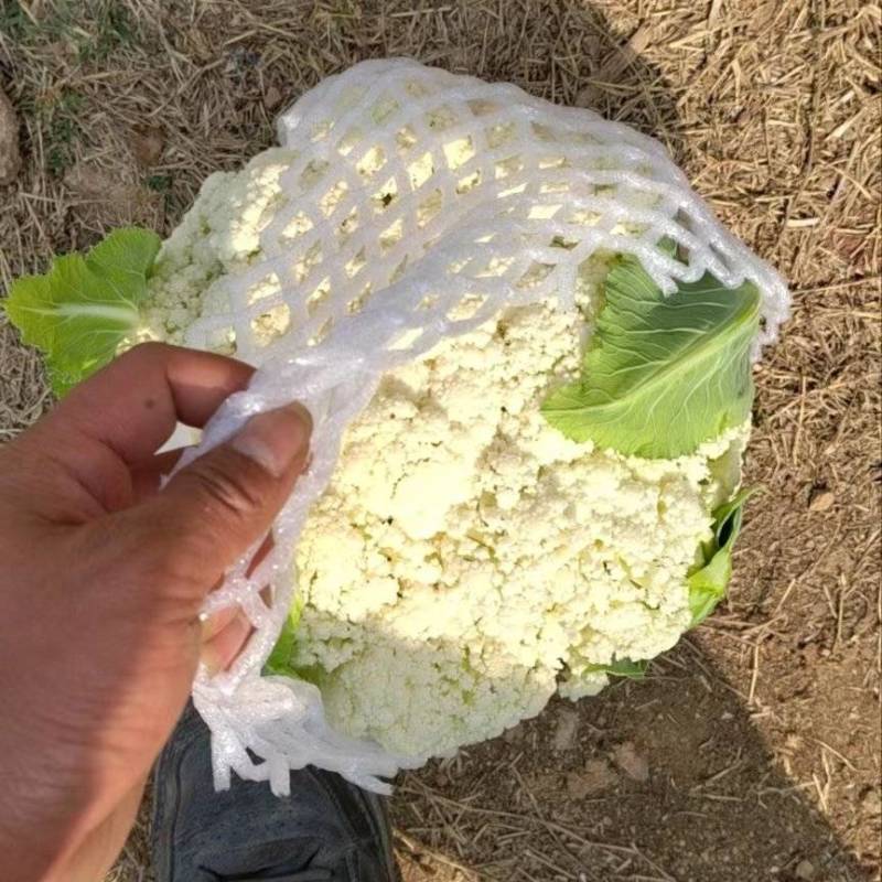 【优选】云南建水松花菜，菜花，大量上市，对接市场商超等