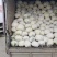 【优选】云南建水松花菜，菜花，大量上市，对接市场商超等