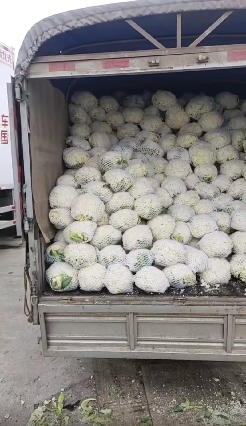 【优选】云南建水松花菜，菜花，大量上市，对接市场商超等
