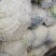 【优选】云南建水松花菜，菜花，大量上市，对接市场商超等
