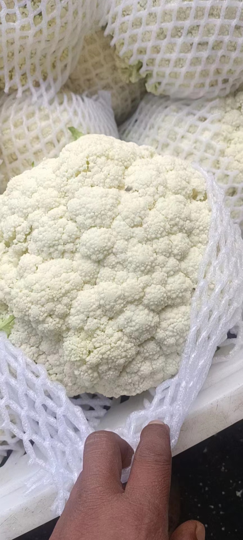 【优选】云南建水松花菜，菜花，大量上市，对接市场商超等
