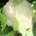 【优选】云南建水松花菜，菜花，大量上市，对接市场商超等