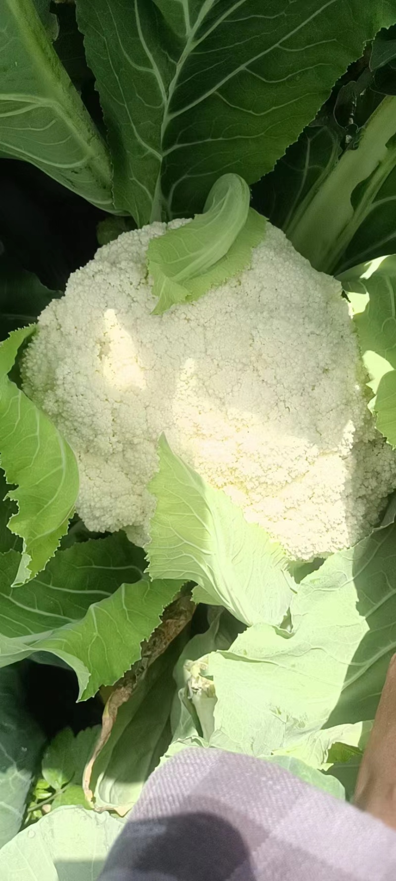 【优选】云南建水松花菜，菜花，大量上市，对接市场商超等