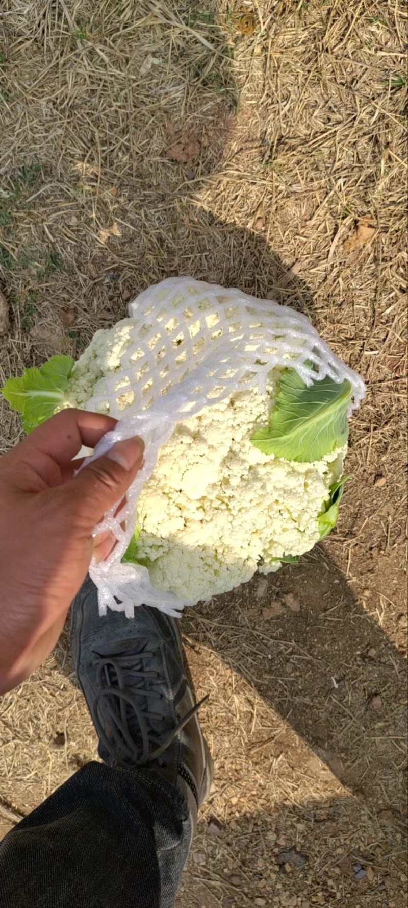 【优选】云南建水松花菜，菜花，大量上市，对接市场商超等
