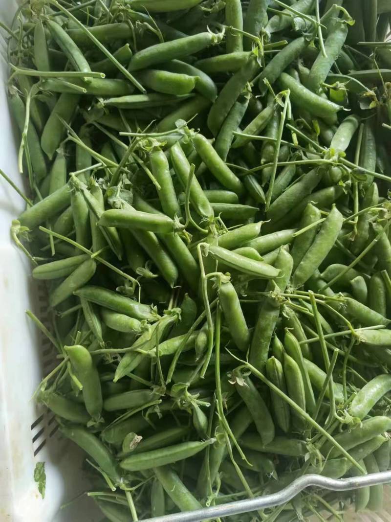 云南豌豆，长寿仁豌豆，豌豆荚，大量上市，保质保量，全国发