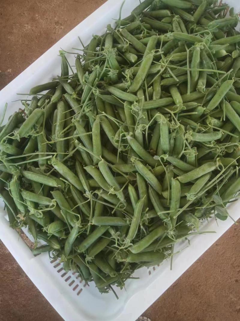 云南豌豆，长寿仁豌豆，豌豆荚，大量上市，保质保量，全国发