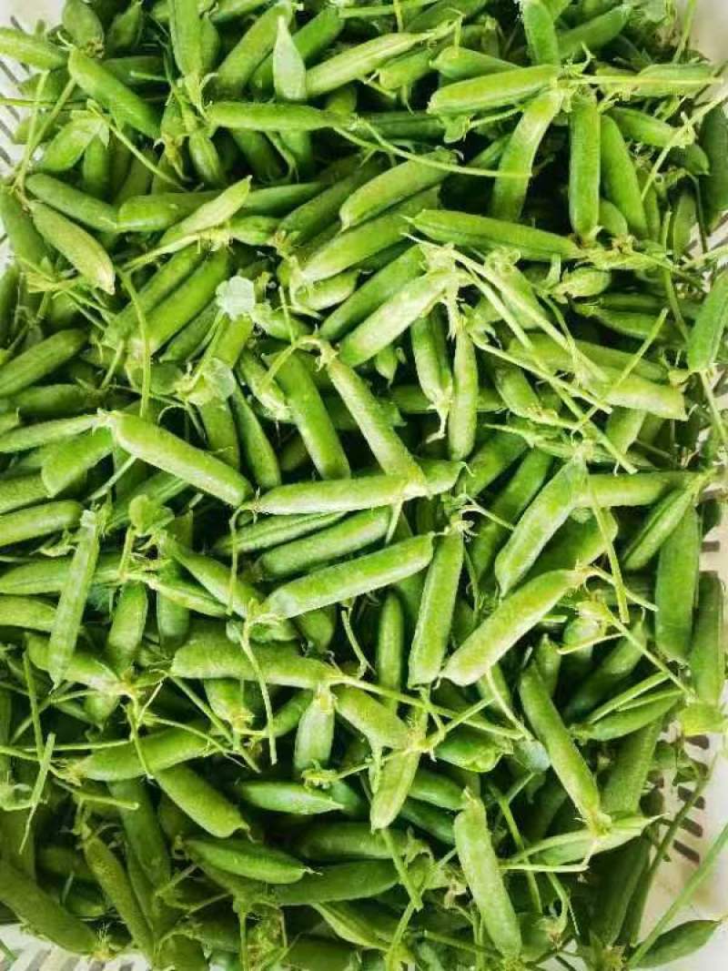云南豌豆，长寿仁豌豆，豌豆荚，大量上市，保质保量，全国发
