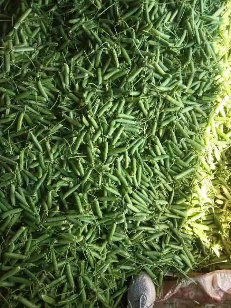 云南豌豆，长寿仁豌豆，豌豆荚，大量上市，保质保量，全国发