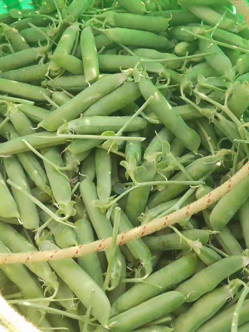 云南豌豆，长寿仁豌豆，豌豆荚，大量上市，保质保量，全国发