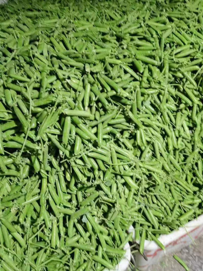 云南豌豆，长寿仁豌豆，豌豆荚，大量上市，保质保量，全国发