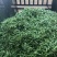 云南豌豆，长寿仁豌豆，豌豆荚，大量上市，保质保量，全国发