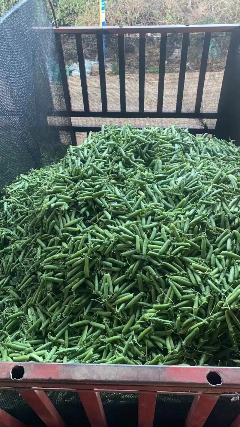 云南豌豆，长寿仁豌豆，豌豆荚，大量上市，保质保量，全国发