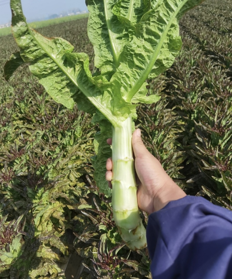 湖北青皮莴笋莴苣青皮青肉产地直供供全国商超欢迎联