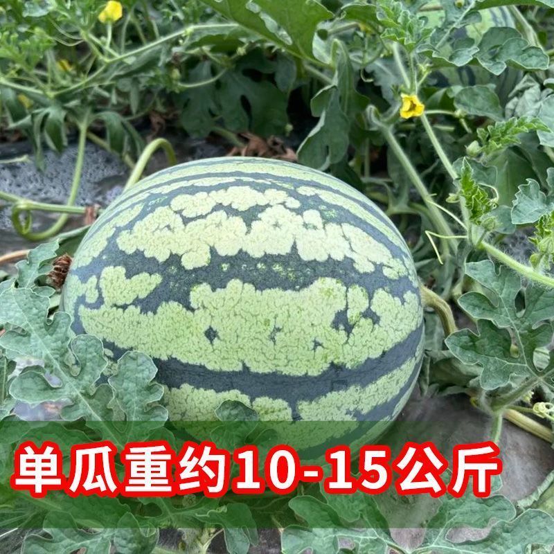 西瓜种子大果美麒麟西瓜中早熟红瓤抗病皮薄甜脆耐茬杂交