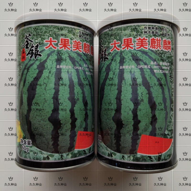 西瓜种子大果美麒麟西瓜中早熟红瓤抗病皮薄甜脆耐茬杂交