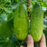 翠优20水果黄瓜种孑强雌全雌水果黄瓜青瓜种子耐低温耐高温
