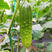 翠优20水果黄瓜种孑强雌全雌水果黄瓜青瓜种子耐低温耐高温