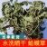 水洗干蛤蟆草，鲜蛤蟆草，带根蛤蟆草，去根蛤蟆草，无硫无杂