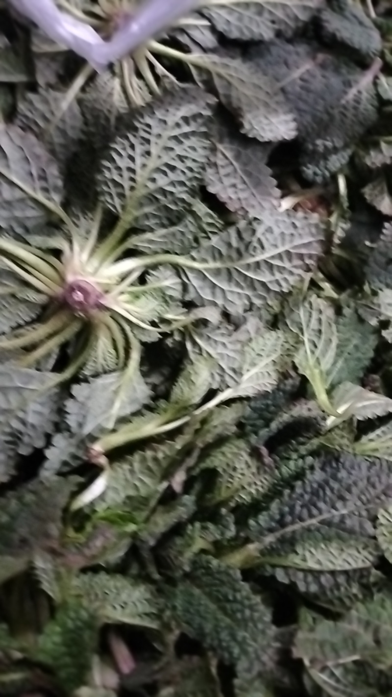 水洗干蛤蟆草，鲜蛤蟆草，带根蛤蟆草，去根蛤蟆草，无硫无杂